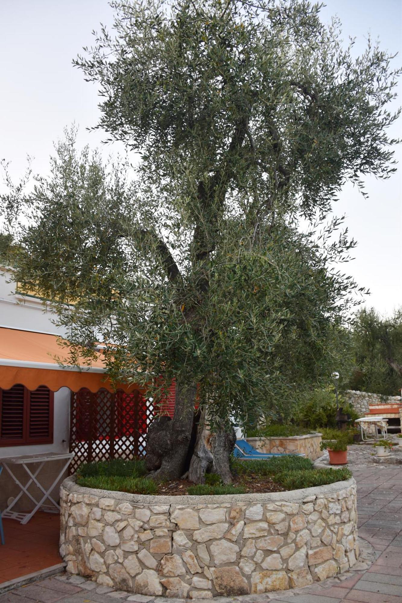 Terra Di Ulivo Villa Vieste Dış mekan fotoğraf